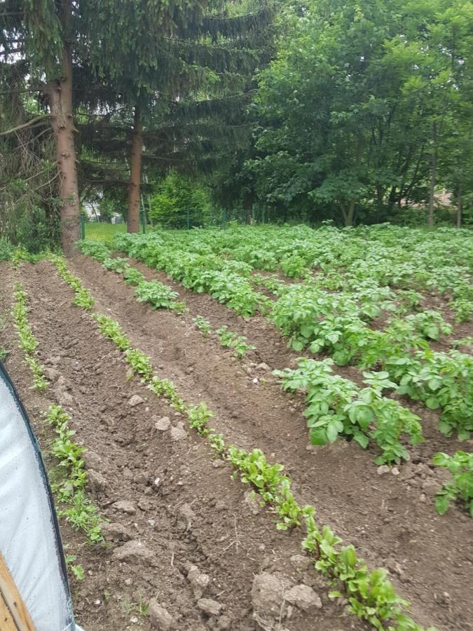 Wczasowisko Karola Leilighet Lubomierz  Eksteriør bilde
